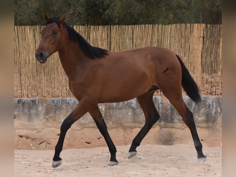 Andalusian Stallion 1 year 16 hh Brown in Mallorca