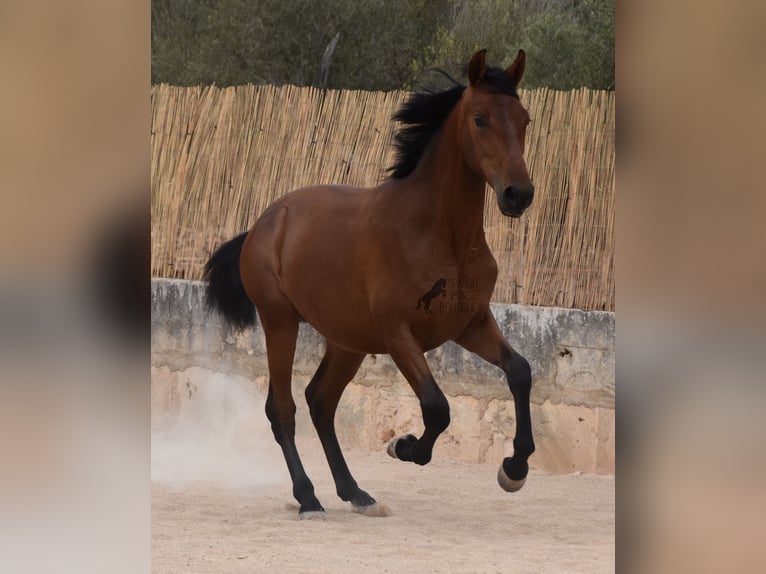 Andalusian Stallion 1 year 16 hh Brown in Mallorca