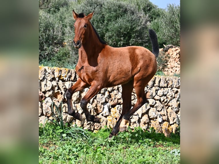 Andalusian Stallion 1 year 16 hh Brown in Menorca