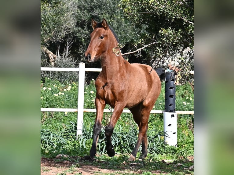 Andalusian Stallion 1 year 16 hh Brown in Menorca