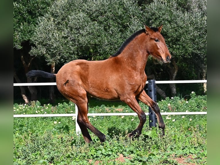 Andalusian Stallion 1 year 16 hh Brown in Menorca