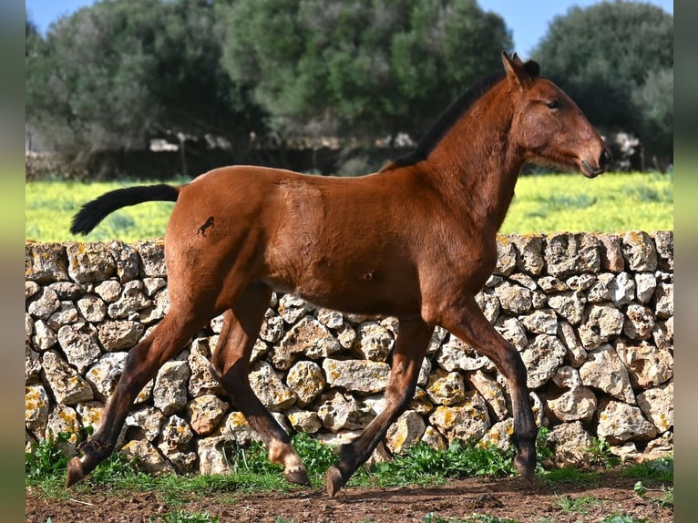 Andalusian Stallion 1 year 16 hh Brown in Menorca