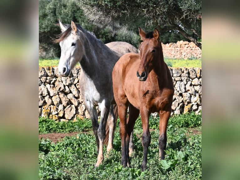 Andalusian Stallion 1 year 16 hh Brown in Menorca