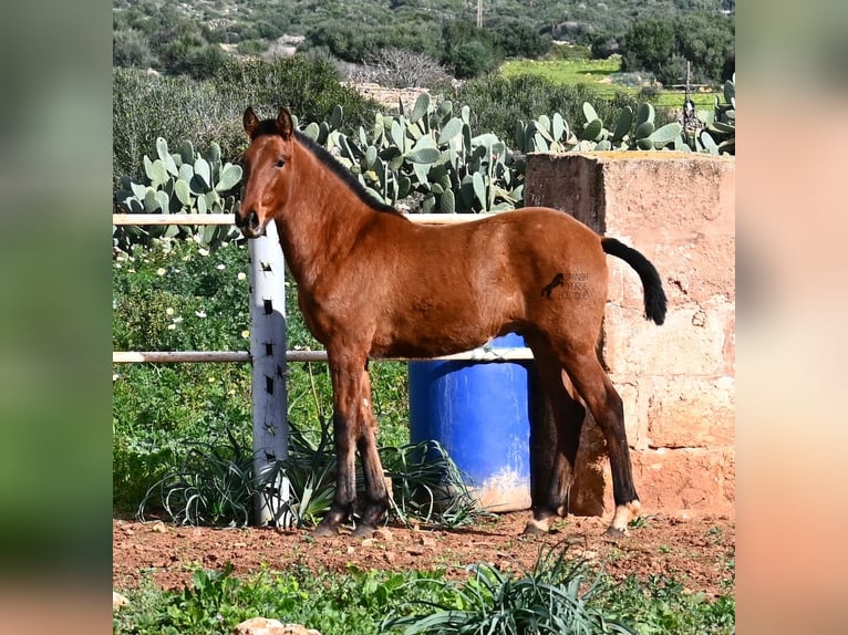 Andalusian Stallion 1 year 16 hh Brown in Menorca