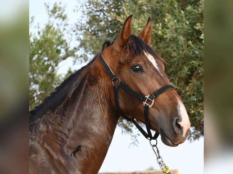Andalusian Stallion 1 year 16 hh Brown in Menorca