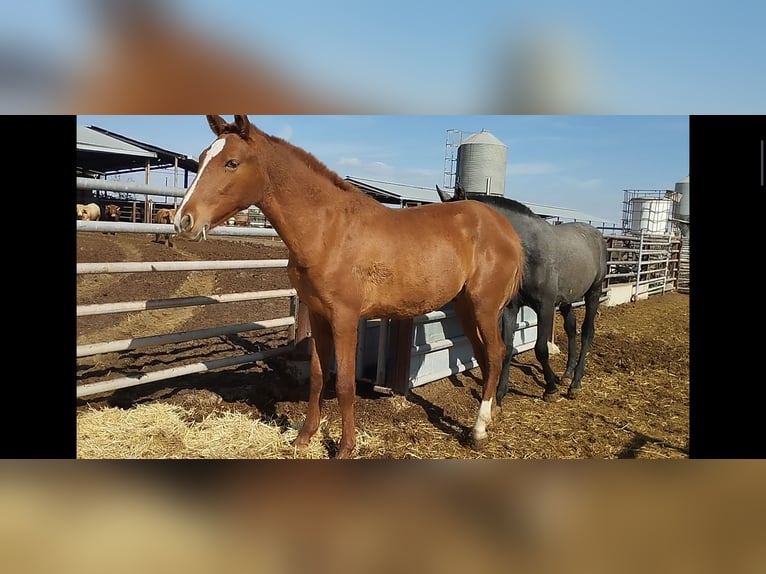 Andalusian Stallion 1 year 16 hh Chestnut-Red in Sutullena