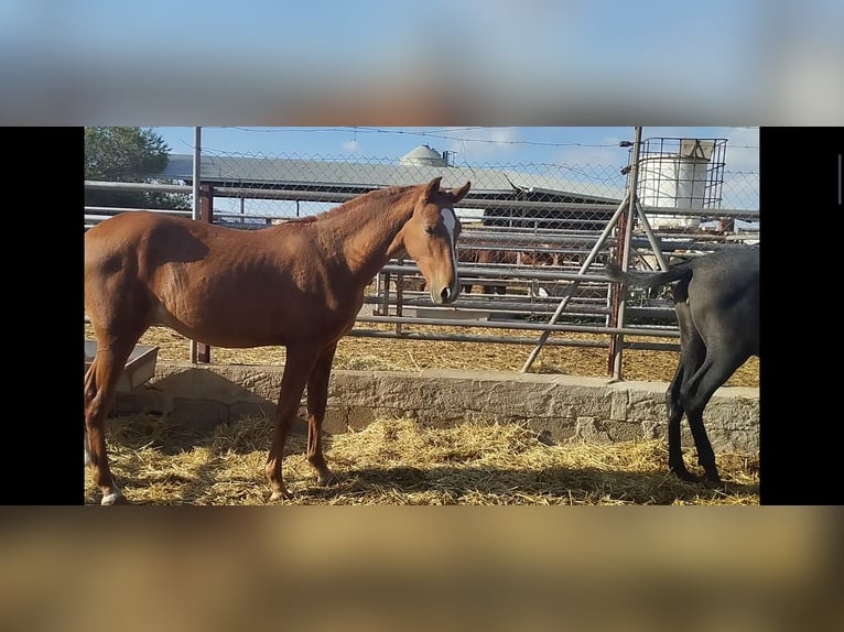 Andalusian Stallion 1 year 16 hh Chestnut-Red in Sutullena