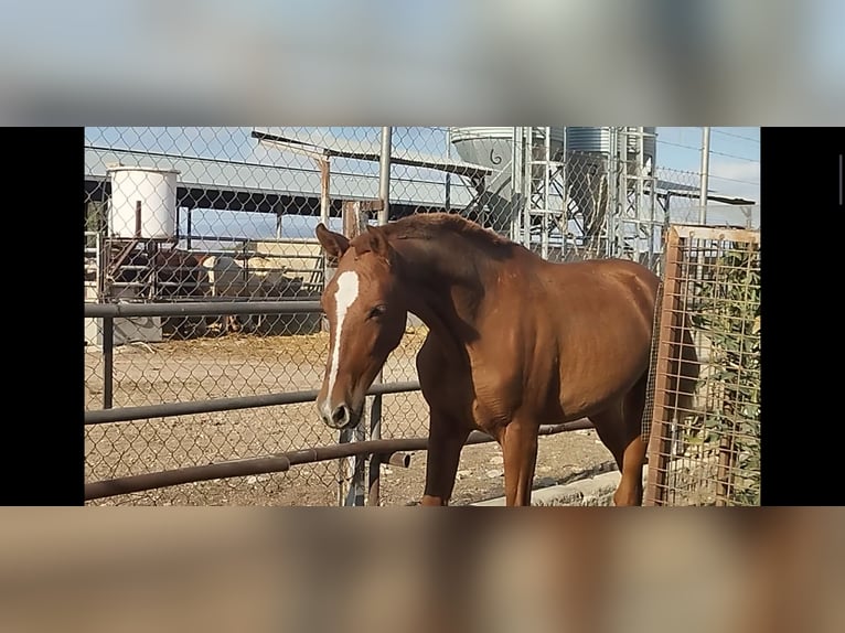 Andalusian Stallion 1 year 16 hh Chestnut-Red in Sutullena