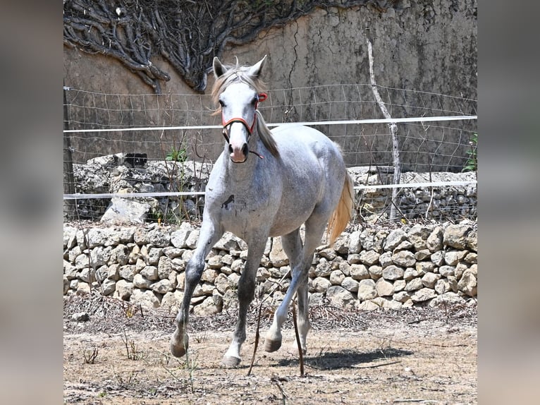 Andalusian Stallion 1 year 16 hh Grey in Mallorca