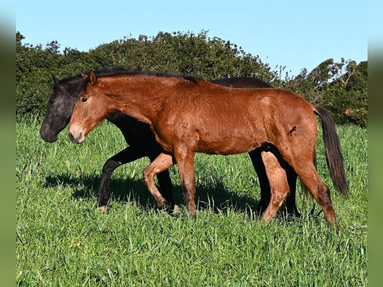 Andalusian Mix Stallion 1 year 16,1 hh Brown in Menorca