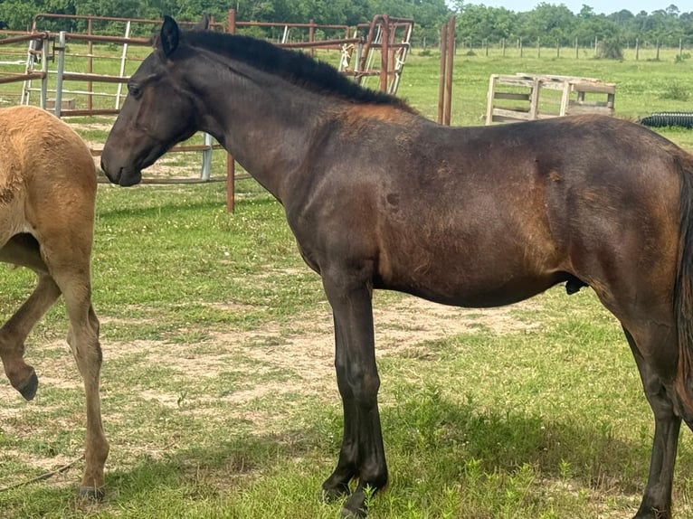 Andalusian Stallion 1 year Black in Pasadena