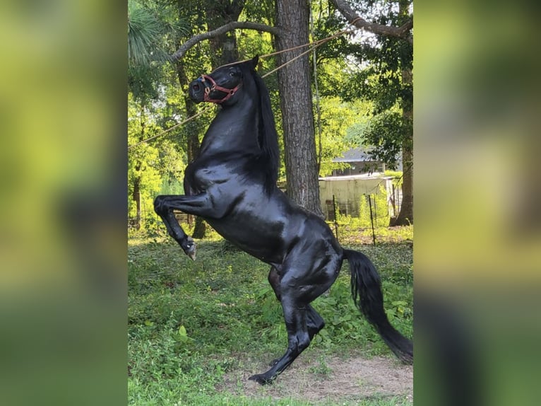 Andalusian Stallion 1 year Black in Pasadena