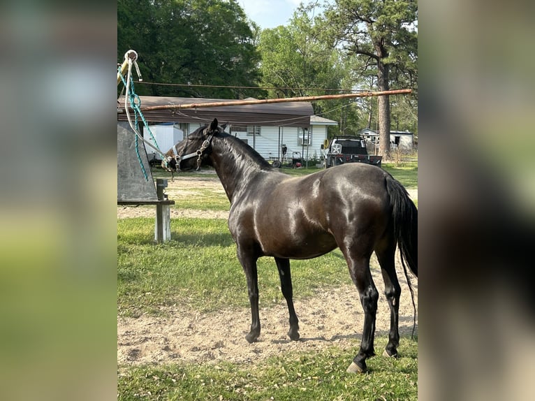 Andalusian Stallion 1 year Black in Pasadena