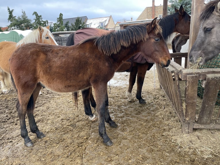 Andalusian Stallion 1 year Brown in Ballenstedt