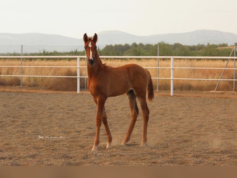 Andalusian Stallion 1 year Chestnut-Red in Badajoz
