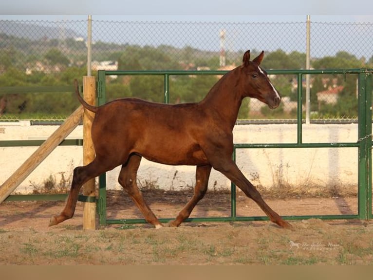 Andalusian Stallion 1 year Chestnut-Red in Badajoz