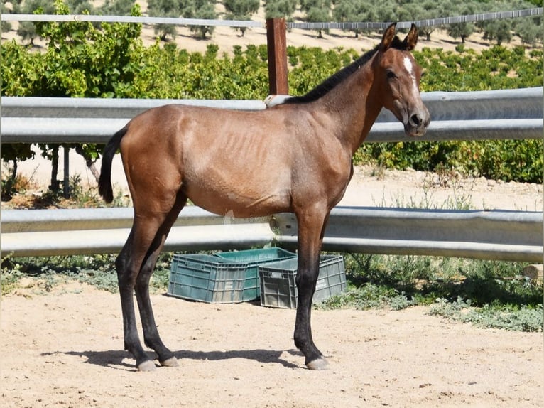 Andalusian Stallion 1 year Gray in Provinz Cordoba