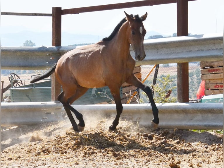 Andalusian Stallion 1 year Gray in Provinz Cordoba