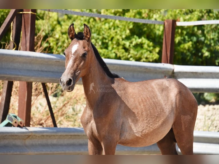 Andalusian Stallion 1 year Gray in Provinz Cordoba