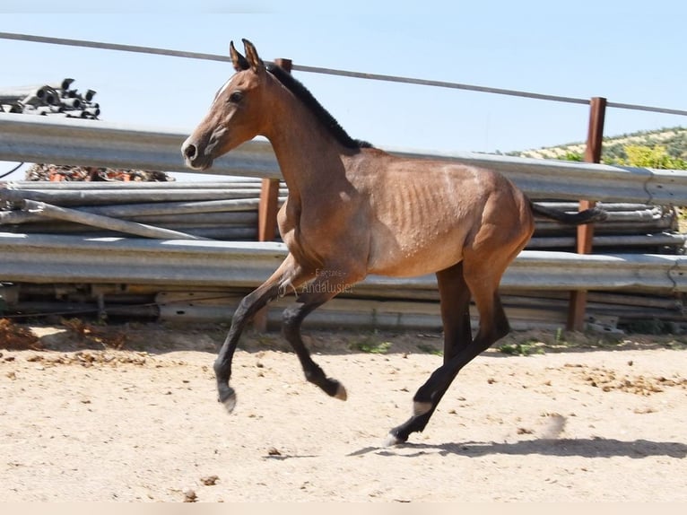 Andalusian Stallion 1 year Gray in Provinz Cordoba