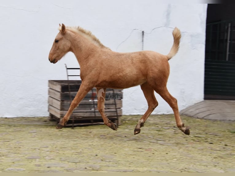 Andalusian Stallion 1 year Palomino in Provinz Cordoba