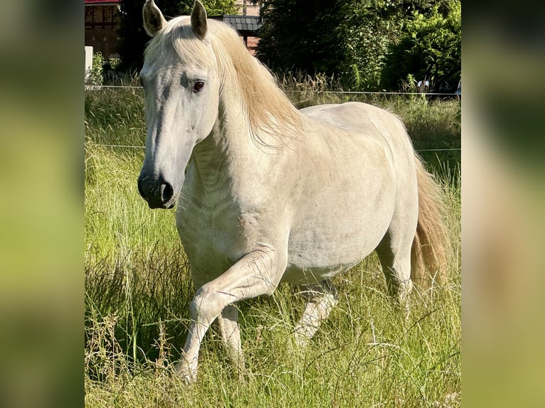 Andalusian Stallion 25 years 15,1 hh Gray in Ribbesbüttel