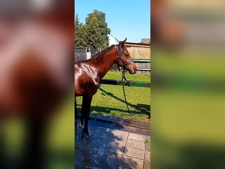 Andalusian Mix Stallion 2 years 13,2 hh Brown in Langenhagen