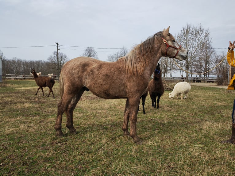 Andalusian Mix Stallion 2 years 14,1 hh Gray-Red-Tan in Lutzmannsburg