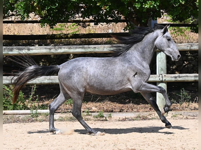 Andalusian Stallion 2 years 14.2 hh Grey in Menorca