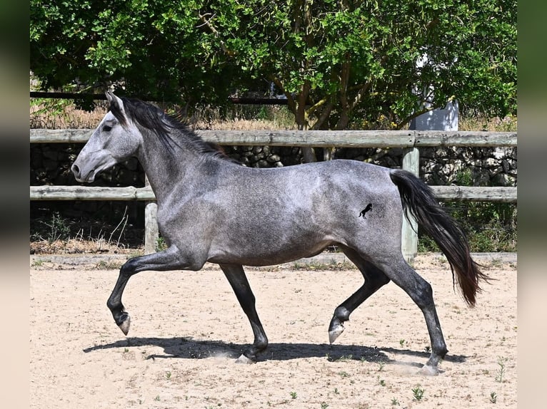 Andalusian Stallion 2 years 14.2 hh Grey in Menorca