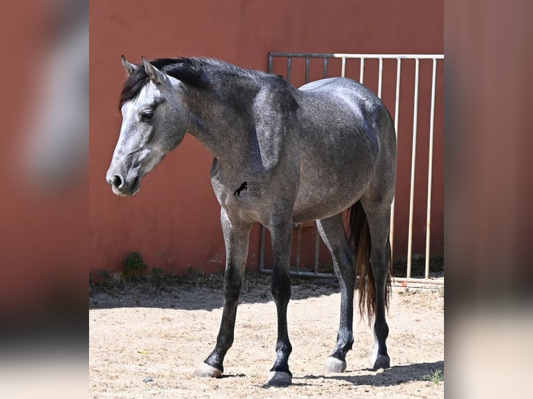 Andalusian Stallion 2 years 14.2 hh Grey in Menorca