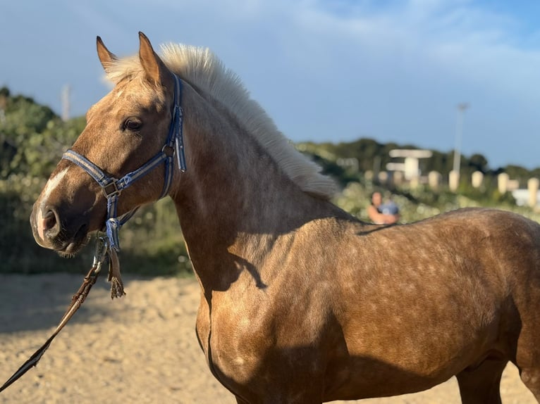 Andalusian Stallion 2 years 14.2 hh Palomino in Torremolinos