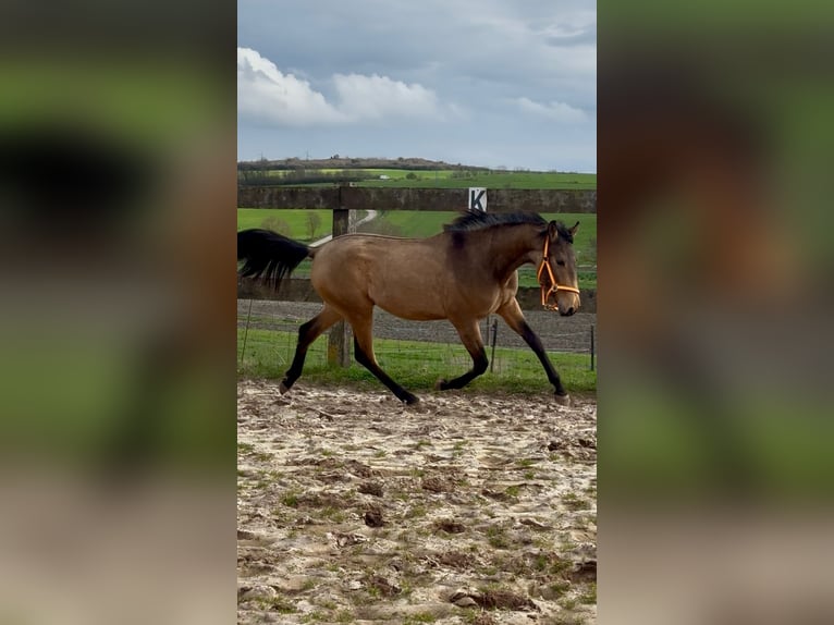 Andalusian Stallion 2 years 14.3 hh Black in ottonville