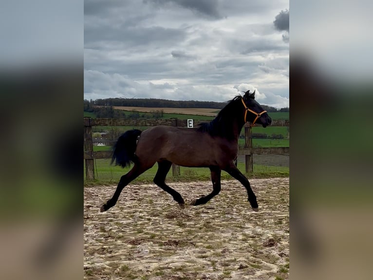 Andalusian Stallion 2 years 14,3 hh Black in ottonville