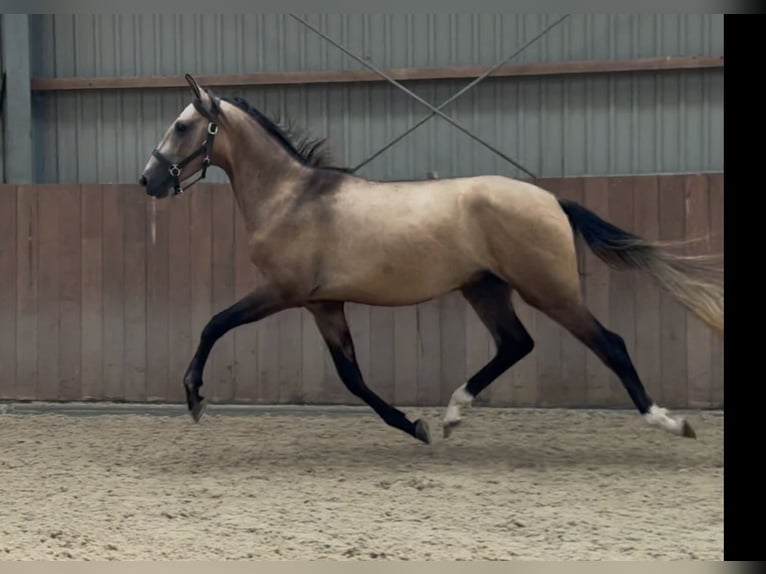 Andalusian Mix Stallion 2 years 14,3 hh Buckskin in Zieuwent