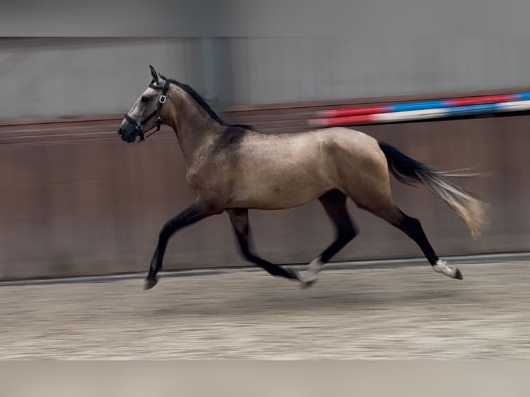 Andalusian Mix Stallion 2 years 14,3 hh Buckskin in Zieuwent