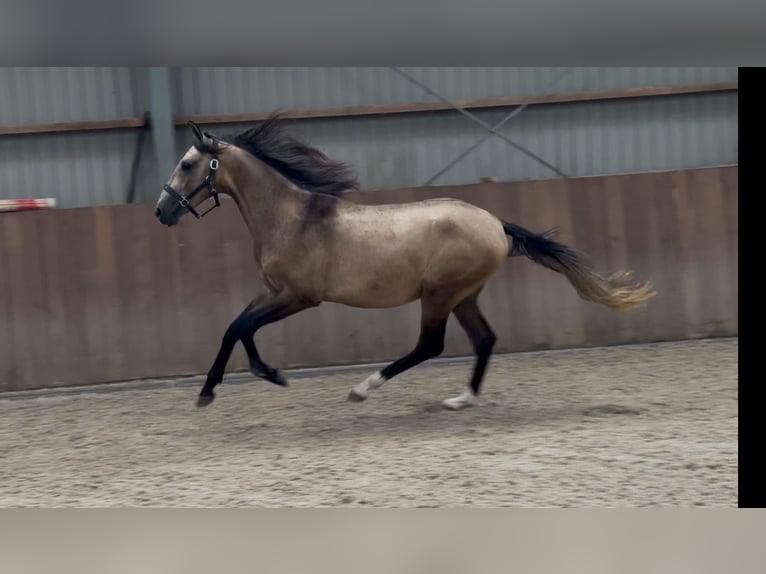 Andalusian Mix Stallion 2 years 14,3 hh Buckskin in Zieuwent