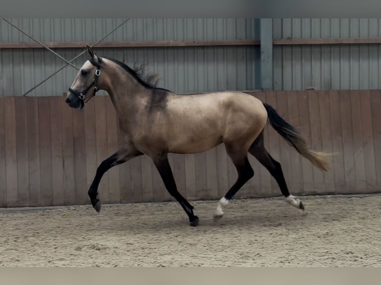 Andalusian Mix Stallion 2 years 14,3 hh Buckskin in Zieuwent