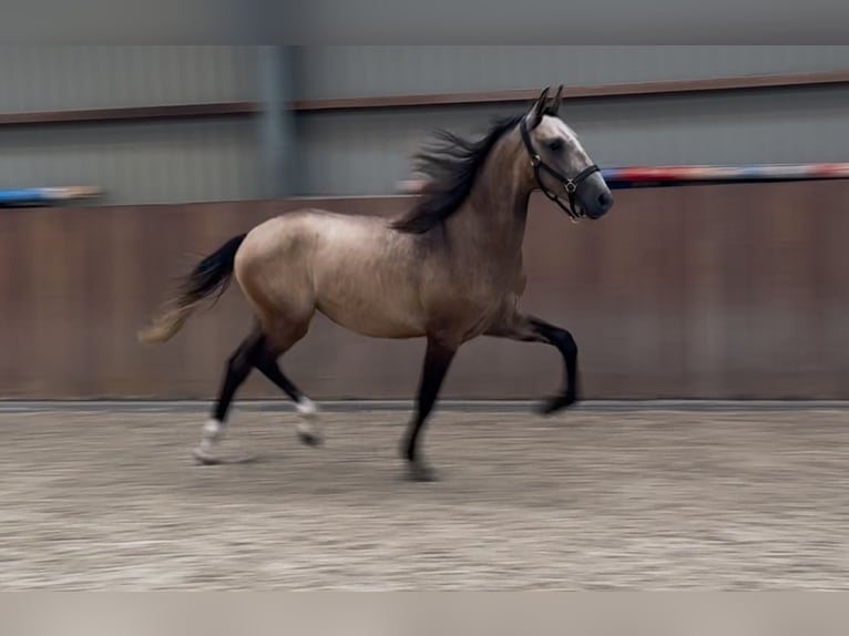Andalusian Mix Stallion 2 years 14,3 hh Buckskin in Zieuwent