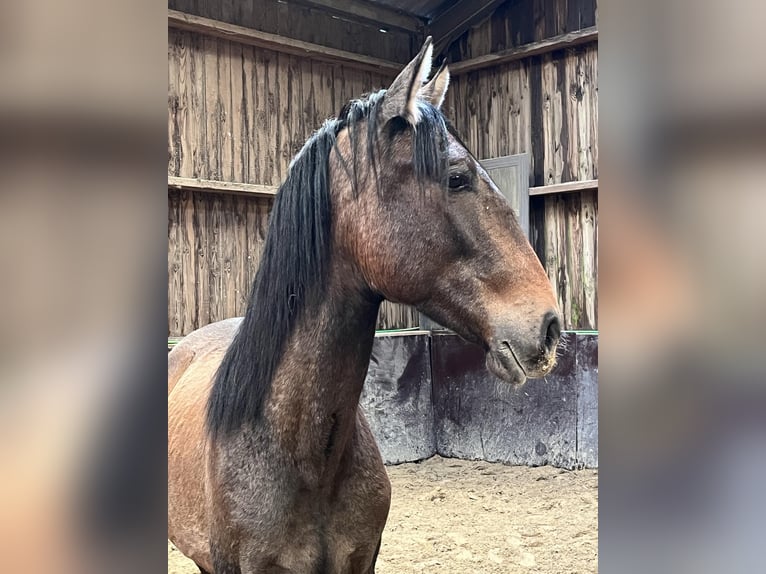 Andalusian Stallion 2 years 15,1 hh Brown Falb mold in Assesse