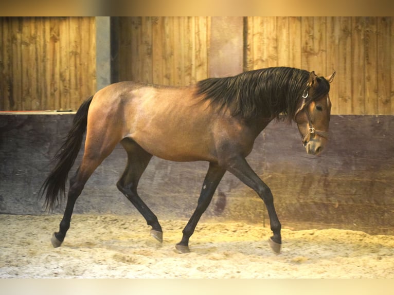 Andalusian Stallion 2 years 15,1 hh Brown Falb mold in Assesse