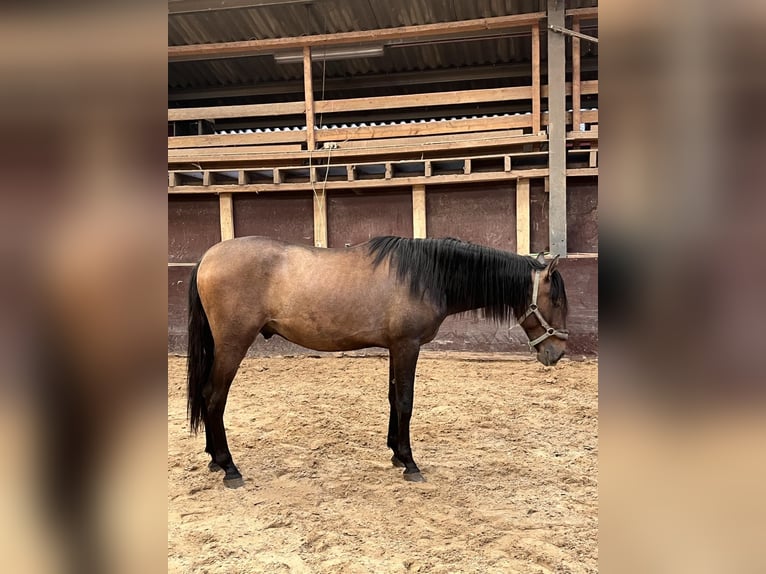 Andalusian Stallion 2 years 15,1 hh Brown Falb mold in Assesse