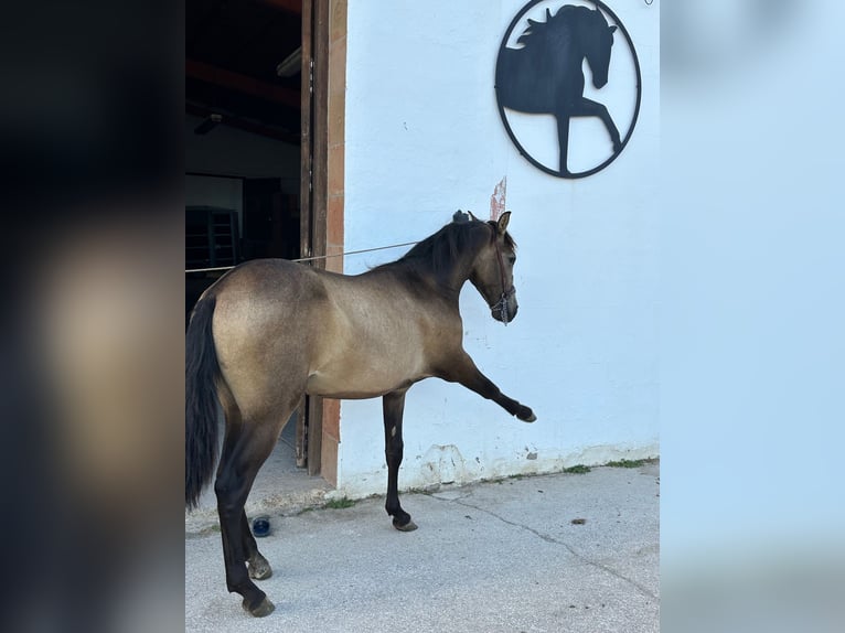 Andalusian Stallion 2 years 15,1 hh Dun in Albacete