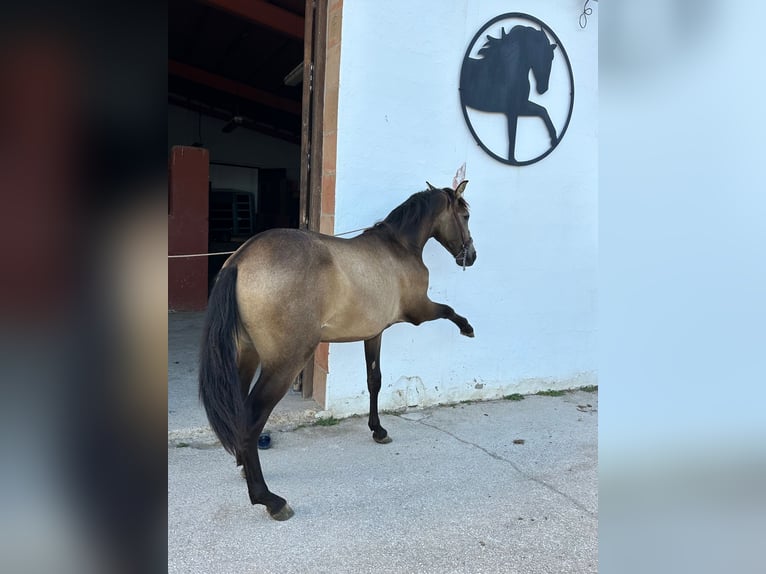 Andalusian Stallion 2 years 15,1 hh Dun in Albacete