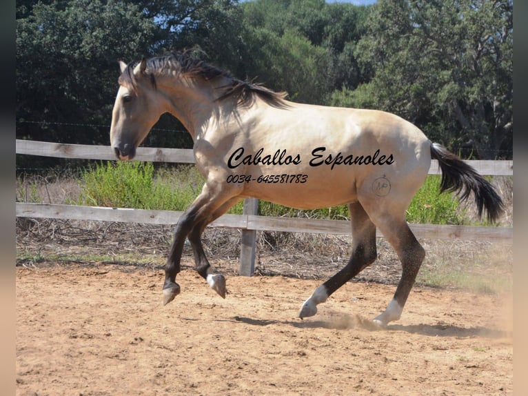 Andalusian Stallion 2 years 15,1 hh Dun in Vejer de la Frontera