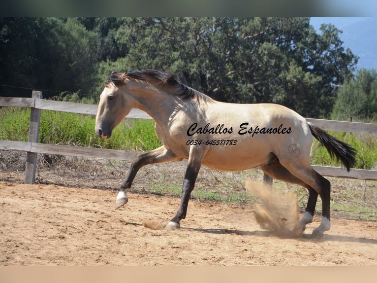 Andalusian Stallion 2 years 15,1 hh Dun in Vejer de la Frontera