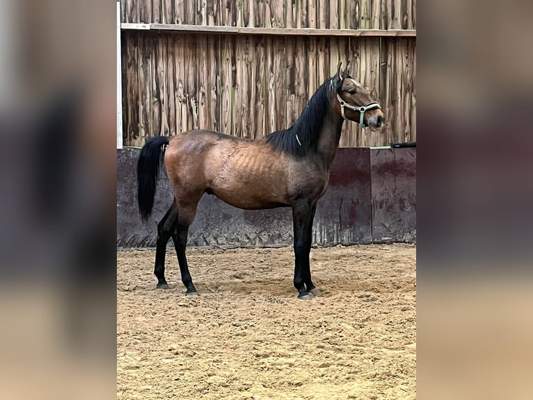 Andalusian Stallion 2 years 15,1 hh Gray-Red-Tan in Assesse