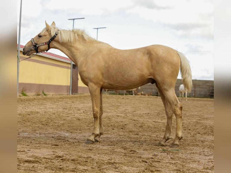 Andalusian Stallion 2 years 15,1 hh Palomino in Caceres