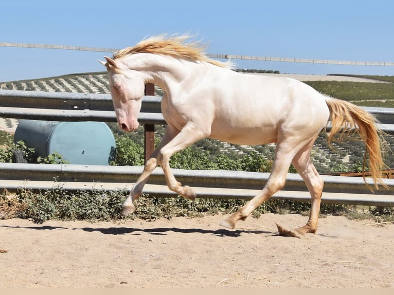 Andalusian Stallion 2 years 15,1 hh Perlino in Provinz Cordoba