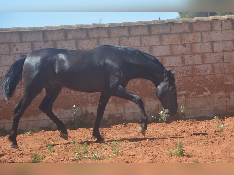 Andalusian Stallion 2 years 15.2 hh Black in Chiclana